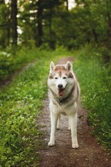 Portrait of free dog breed siberian husky standing in the green forest and looks like a wolf