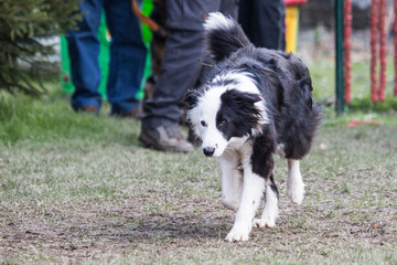portrait of Border Collie dog on a walk in belgium