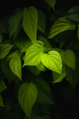 Green betel leaves in dramatic tone