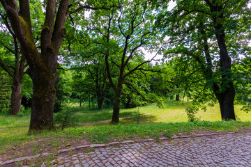 An old stone alley in a green forest with large trees. A place for walking and morning jogging