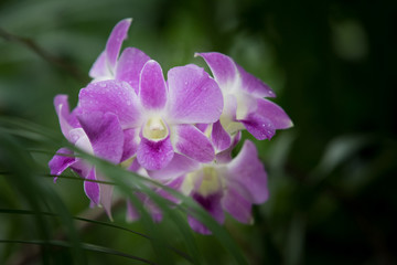 Purple Dendrobium orchids