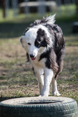 portrait of Border Collie dog on a walk in belgium