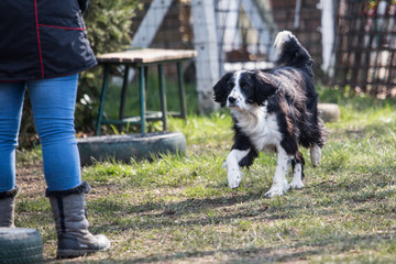 portrait of Border Collie dog on a walk in belgium