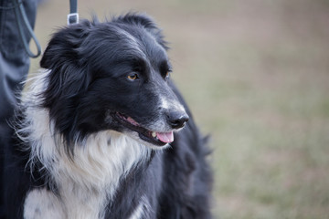 portrait of Border Collie dog on a walk in belgium