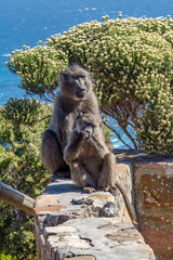 Obraz premium Two baboons sitting on a wall near Cape Point in South Africa