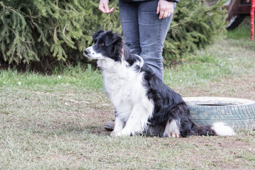 portrait of Border Collie dog on a walk in belgium