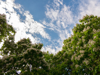 Blossoming chestnuts covered with white candles beauty attracts the eyes of passers-by. And a deep blue sky above them.
