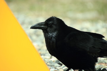 raven surveying the scene.  West Yellowstone MT, USA 