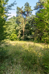 Forest glade with the crumpled grass covered in the summer sun. With a lone pine at the edge of the glade.