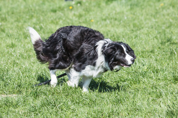 portrait of Border Collie dog on a walk in belgium
