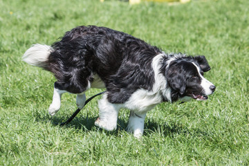 portrait of Border Collie dog on a walk in belgium