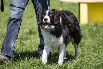 portrait of Border Collie dog on a walk in belgium