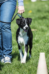 portrait of Border Collie dog on a walk in belgium