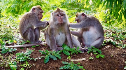 Monkey family life 