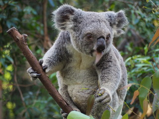 Cute Koala in Australia 