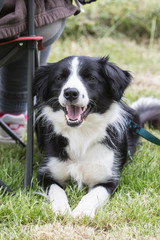 portrait of Border Collie dog on a walk in belgium