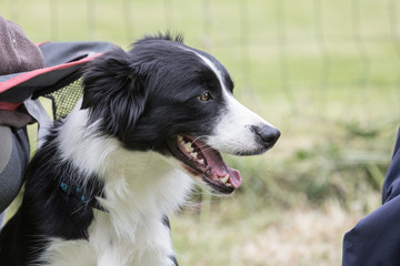 portrait of Border Collie dog on a walk in belgium