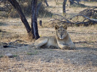 Fototapeta na wymiar Majestic young male lion