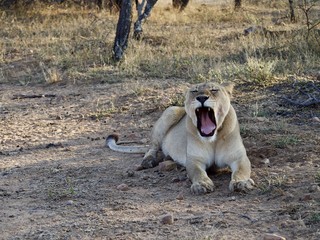 Tired Lion Yawn 