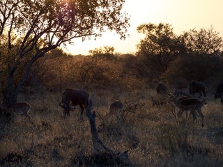 Wildebeest and Impala at sunrise 