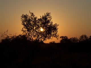 Beautiful Africa sunset behind a tree
