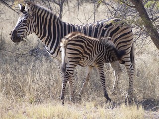 Cute baby zebra suckling from mother 