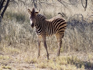 Cute baby zebra 