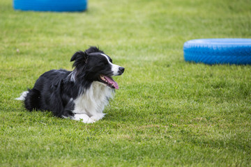 portrait of Border Collie dog on a walk in belgium