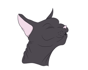 cat portrait, vector