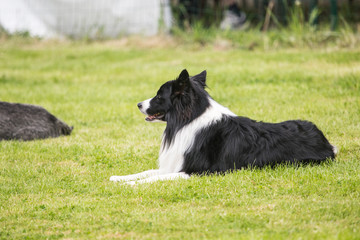 portrait of Border Collie dog on a walk in belgium