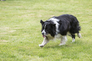 portrait of Border Collie dog on a walk in belgium