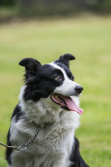 portrait of Border Collie dog on a walk in belgium