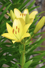 Obraz premium A bush of yellow lilies with beautiful, bright flowers on a green stalk with juicy leaves