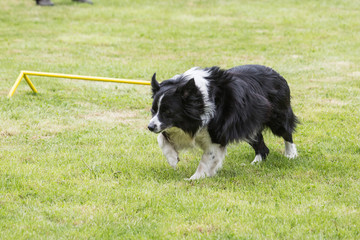 portrait of Border Collie dog on a walk in belgium