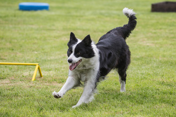 portrait of Border Collie dog on a walk in belgium