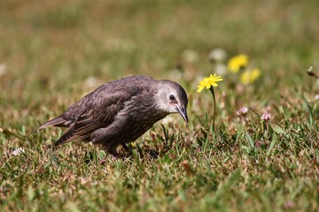 junger Star auf der Wiese