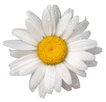 Fototapeta one wet fresh chamomile flower (Ox-Eye Daisy ) beautiful and delicate on white background