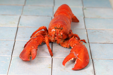 orangefarbener Hummer