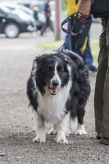 portrait of Border Collie dog on a walk in belgium