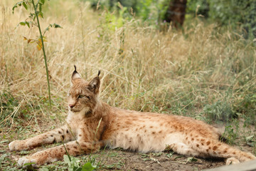 Beautiful lynx resting on grass in zoological garden
