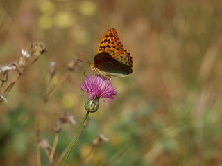 mariposa grande y flor