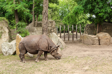 Obraz premium Piękny nosorożec w ogrodzie zoologicznym. Dzikie zwierze