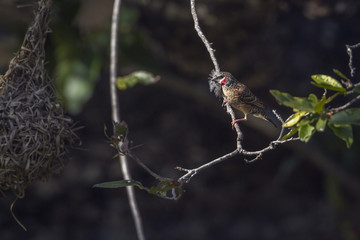Cut-throat finch in Kruger National park, South Africa ; Specie Amadina fasciata family of Estrildidae