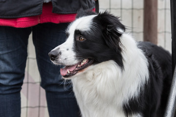portrait of Border Collie dog on a walk in belgium
