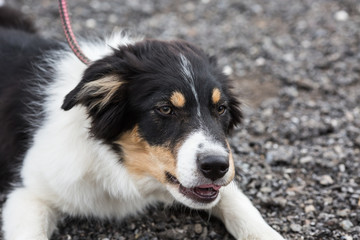 portrait of Border Collie dog on a walk in belgium