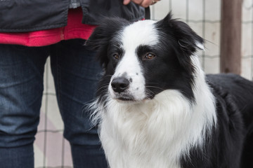 portrait of Border Collie dog on a walk in belgium