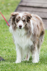 portrait of Border Collie dog on a walk in belgium