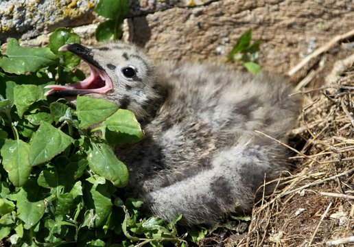oisillon de go&eacute;land marin,larus marinus