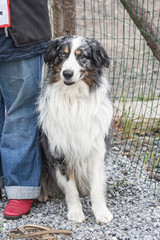 portrait of Border Collie dog on a walk in belgium