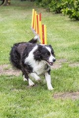 portrait of Border Collie dog on a walk in belgium